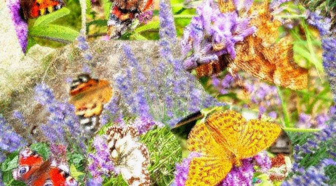 Schmetterlinge 2015- 2021 Seitenbild