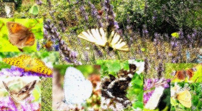 Schmetterlinge 2022 Seitenbild
