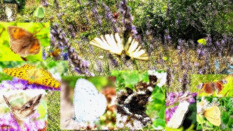 Schmetterlinge 2022 Seitenbild