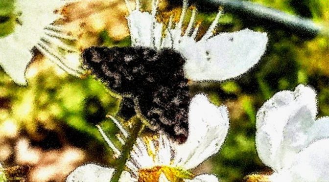 Heidekrauteulchen (Anarta myrtilli)