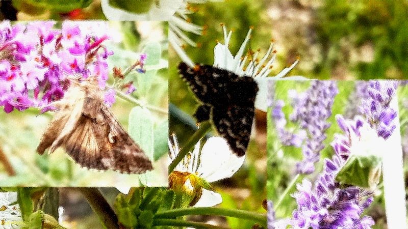 Familie Noctuidae FinchesjarRietz