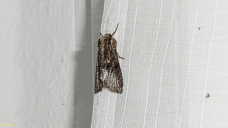 Wurzelfresser am Küchenfenster II. 5. Juli 2020