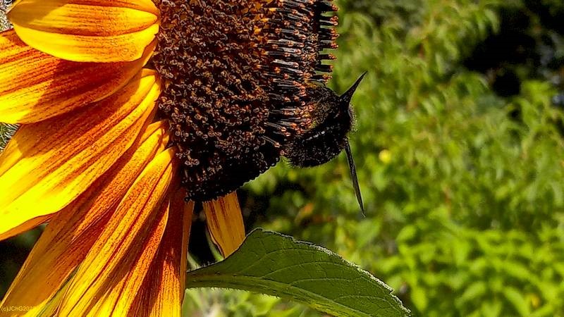 Blaue Holzbiene an einer Sonnenblume. 07. September 2021