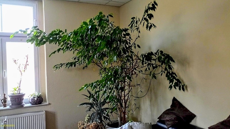 Der Ficus im Wohnzimmer I. 50. Kalenderwoche 2022