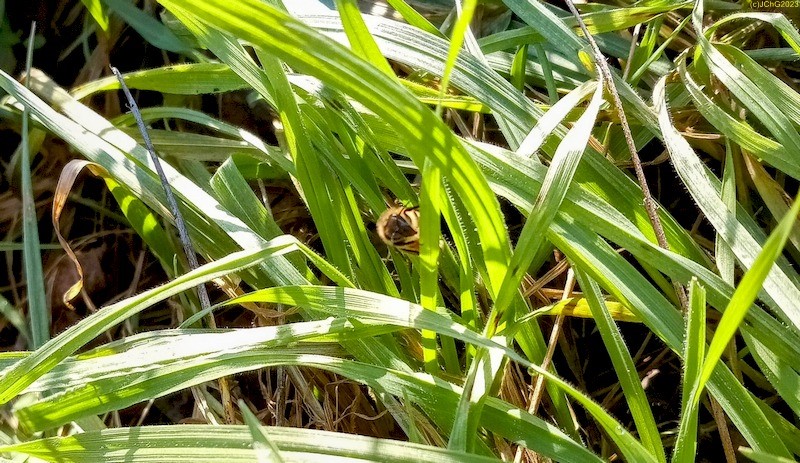 Westliche Honigbiene im Gras 15. Februar 2023 