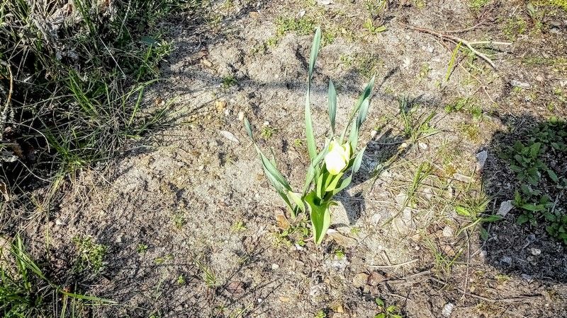 Tulpe blüht Ostern 2023