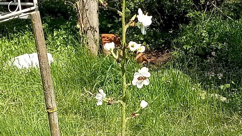 Reneklodenblüten und Wildbiene Beet "Spargel" Ende 16. Kalenderwoche 2023