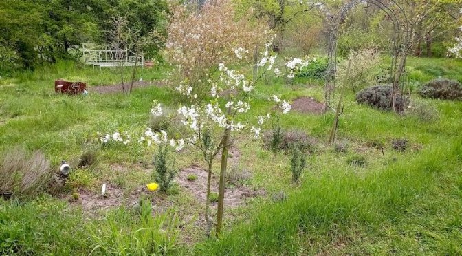Obstbaumblüte 2023: Schattenmorelle blüht