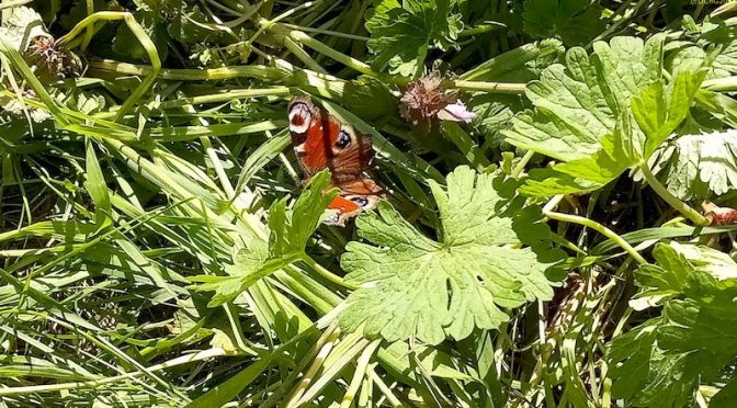 Schmetterlinge bei uns: Ein Tagpfauenauge am 3. Mai