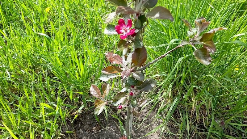 Apfel Red Love Blüte und Knospen 4.5.2023