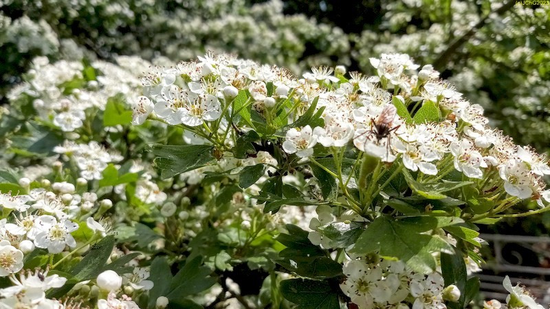 Weißdornblüten und Insekt Mitte Mai 2023