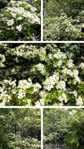 Weißdornblüten Collage Mitte Mai 2023