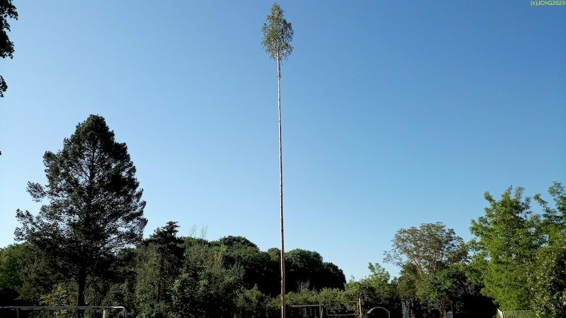 Der Pfingstbaum am Pfingstsonnabend 2023 aufgestellt