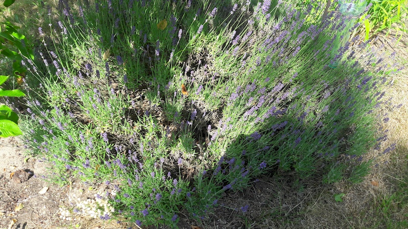 Lavendel Beet "Christian" 20.6.2023