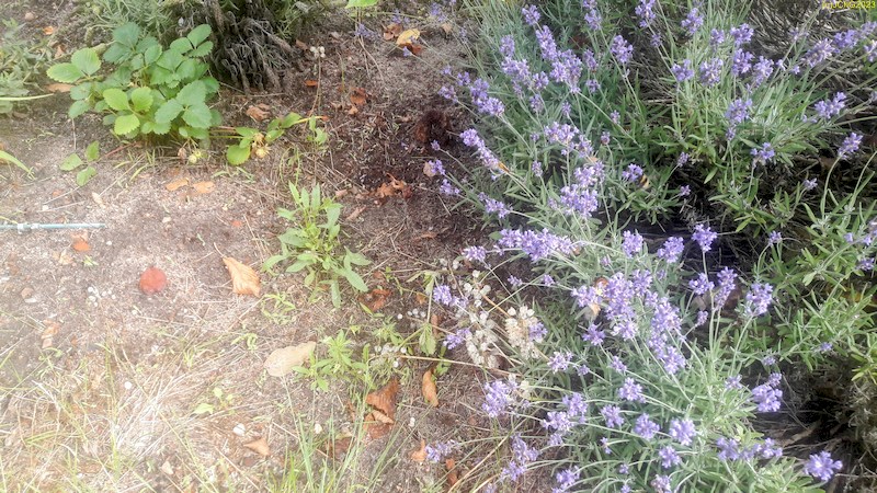 Lavendel im Beet "Omega" 27.6.2023