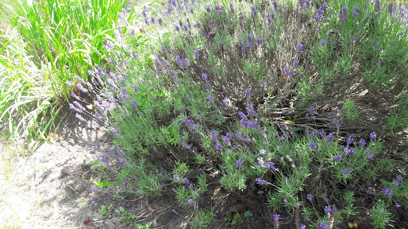 Der Lavendel im Beet "Trapez" 28.6.2023