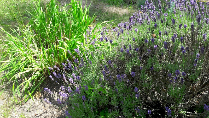 Schwertlilie und Lavendel Beet "Trapez" 28.6.2023