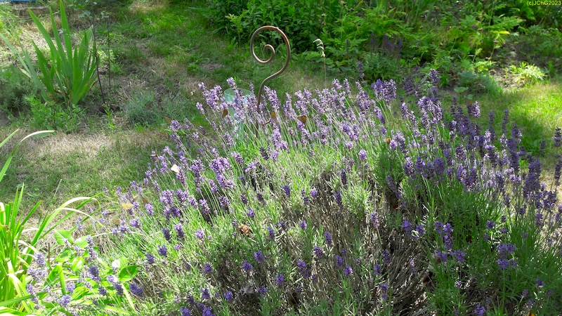 Lavendel Beet "Trapez" 28.6.2023