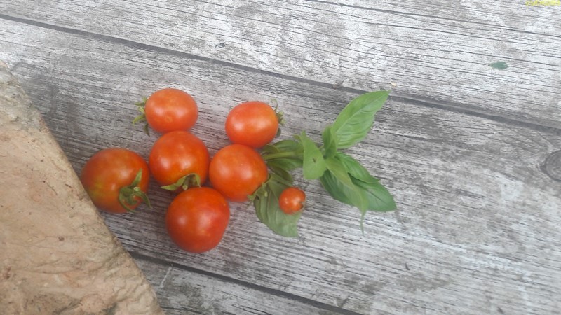 Tomaten und Basilikum 23.7.2023