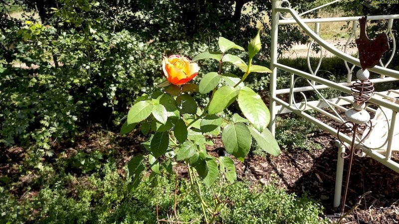 Rose blüht Beet "Weißdorn" Anfang 31. Kalenderwoche 2023