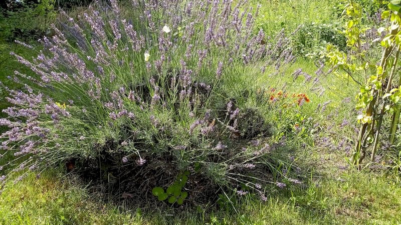 Ein Lavendel und Schmetterlinge Beet "Acht" Anfang 31. Kalenderwoche 2023