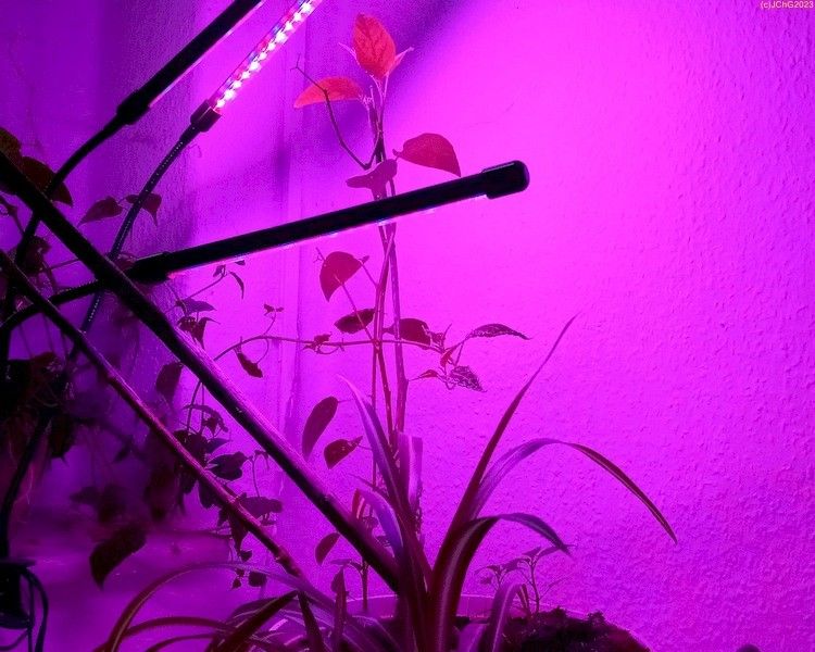 Piri Piri, Chinese 5 Color, Sibirischer Hauspaprika wachsen im Arbeitszimmer unter Pflanzenlicht Anfang August 2033