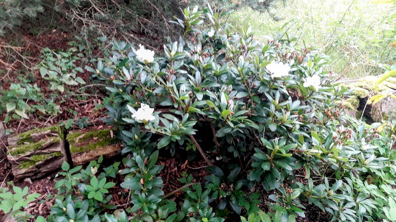 Rhododendron im Beet "Mohrchen" blüht 34. Kalenderwoche 2023