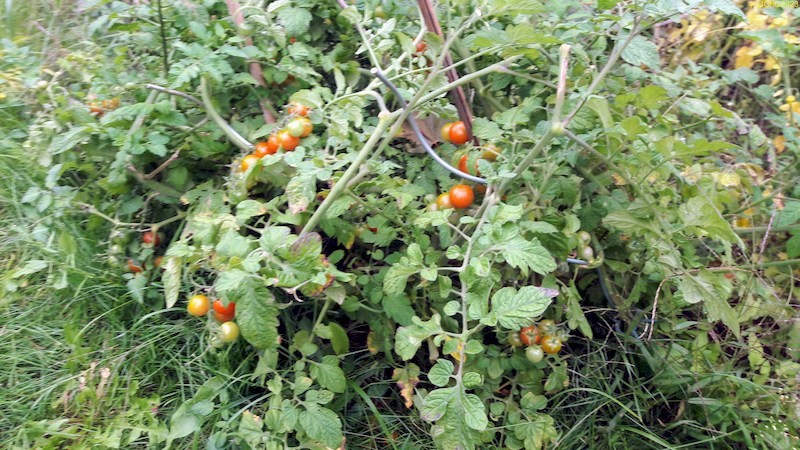 Mehr Tomaten Beet "Erdbeere" 34. Kalenderwoche 2023