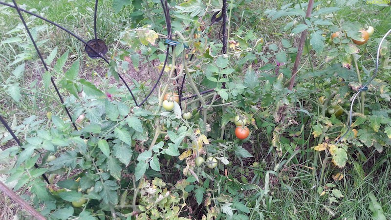 Tomaten Beet "Manfred" 34. Kalenderwoche 2023