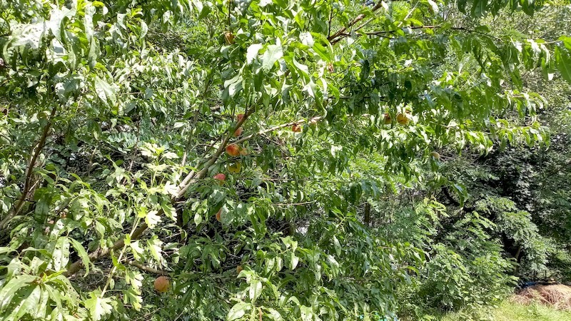 Der Pfirsichbaum der als Aprikose verkauft wurde 35. Kalenderwoche 2023