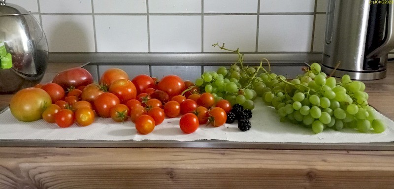 Tomaten, Brombeeren, Wein 35. Kalenderwoche 2023