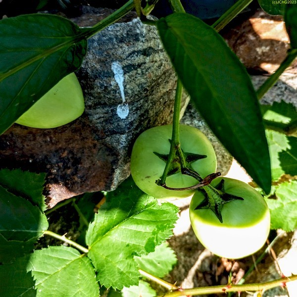 Früchte der Melonenbirne Beet "Brombeere" 36. Kalenderwoche 2023