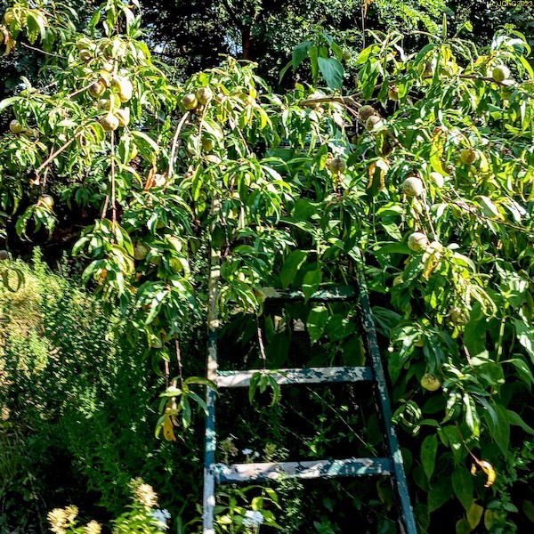 Pfirsichbaum im Beet "Mangold" 36. Kalenderwoche 2023