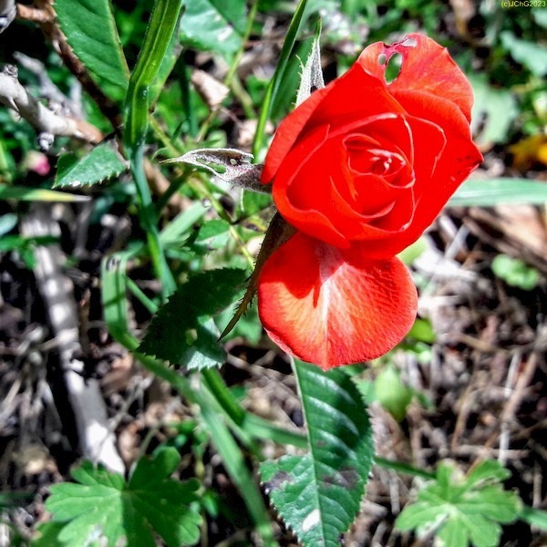 Rote Rose blüht Beet "Weißdorn"" Ende 38. Kalenderwoche 2023