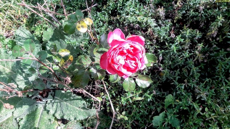Rosa Rose blüht Beet "Weißdorn"" Ende 38. Kalenderwoche 2023