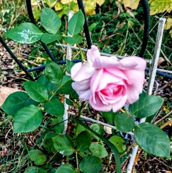 Rose blüht m Beet "Weißdorn" 41. Kalenderwoche 2023