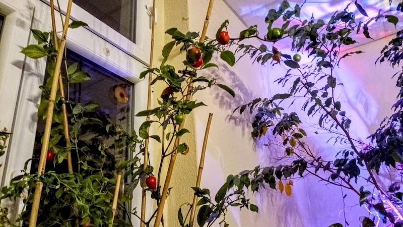 Baum-Chili und Ficus am Abend 42. Kalenderwoche 2023