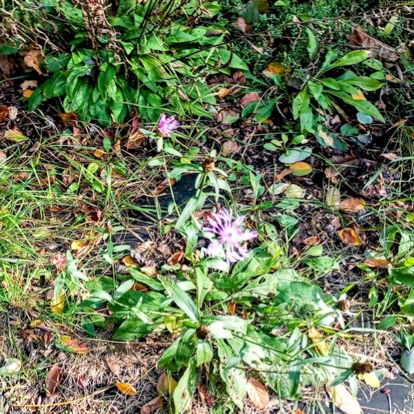 Wildblumen Beet "Wei0dorn" 42. Kalenderwoche 2023