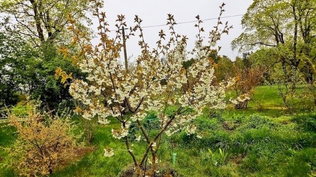 Kirschblüte Ende April 2023