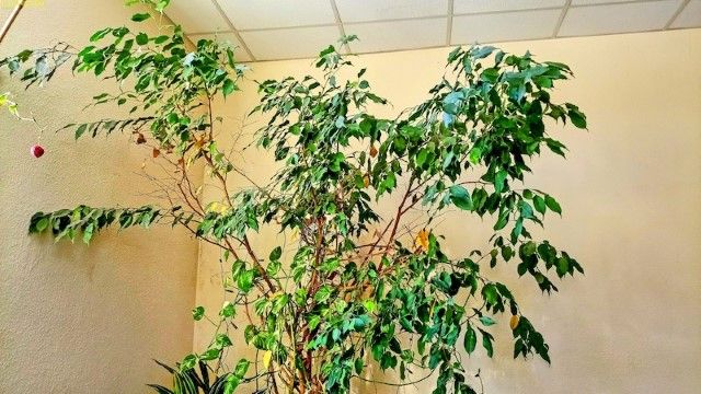 Der Ficus mit der Efeutute im Wohnzimmer 3. Kalenderwoche 2024