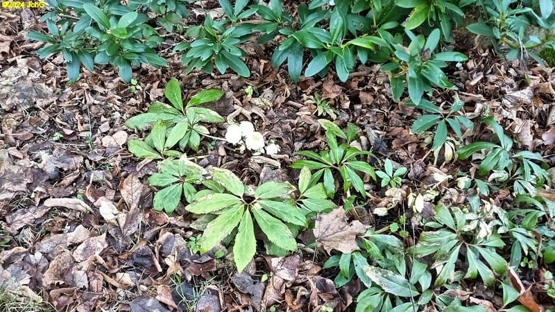 Rhododendron und Christrose 6. Kalenderwoche 2024