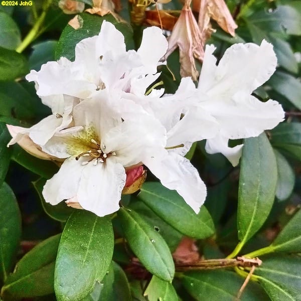 Rhododendron blüht 18. Kalenderwoche 2024
