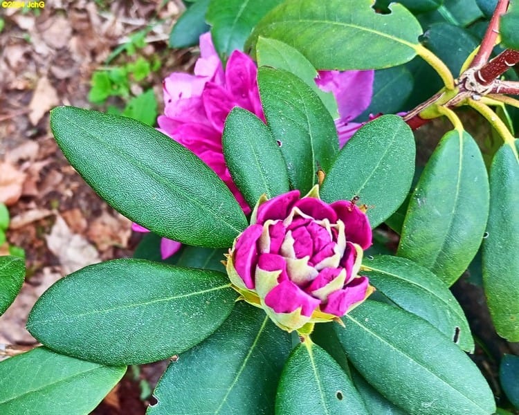 Rhododendronblüte18. Kalenderwoche 2024