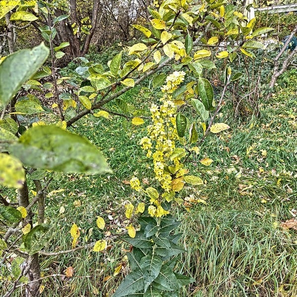 Köbnigskerze blüht im Beet "Boskop" 43. Kalenderwoche 2025
