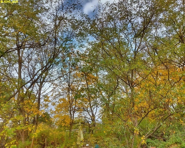 Walnussbaum"Erwin" und Robinien 43. Kalenderwoche 2025