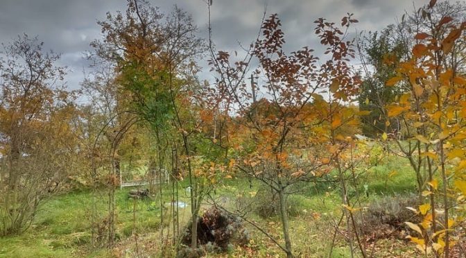 43. Kalenderwoche 2025