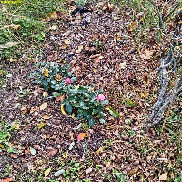 Eosen im Beet "Bärli" 43. Kalenderwoche 2025