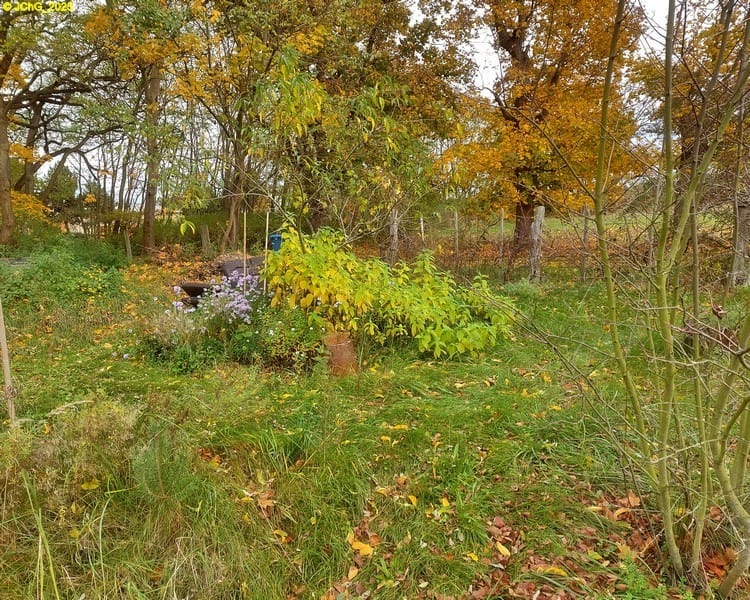 Beet "Mangold" 43. Kalenderwoche 2025