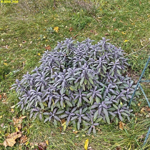 Purpurslalbei im Beet "Meerrettich" 43. Kalenderwoche 2025