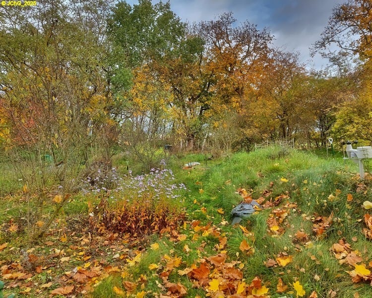 Herbstlicher Gartenblick nach Nordosten 43. Kalenderwoche 2025